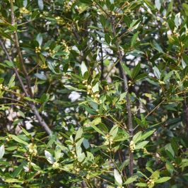 Laurus nobilis Hedging - Bay Laurel Hedge Plants