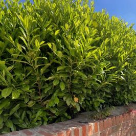 Cherry Laurel hedge plants pot grown