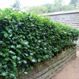 English Holly (Ilex Aquifolium) hedge
