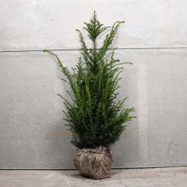 English Yew 100/125cm Root ball 