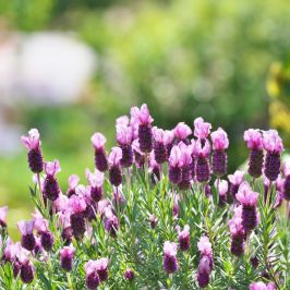 French Lavender Plants