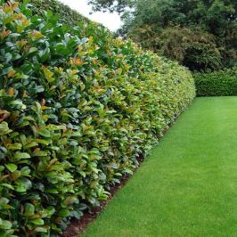Prunus laurocerasus Etna hedging