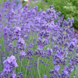 Lavandula Angustifolia Little Lady hedging shrub