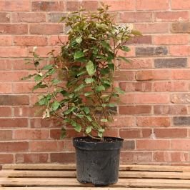 Oleaster 60/90cm 10L Pot

