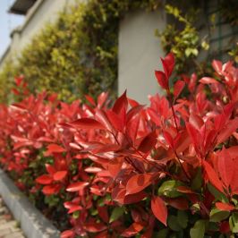 Photinia x Fraseri Red Robin Hedge
