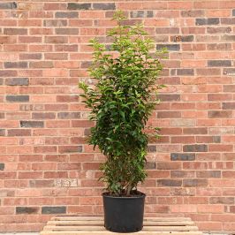 Portuguese Laurel (Prunus lusitanica) Full Hedge