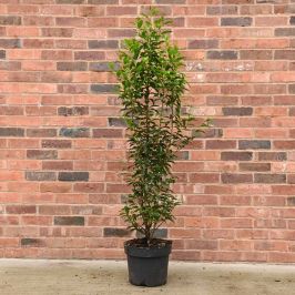 Portuguese Laurel 90/120cm 10L pot