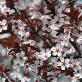Purple Leaf Sand Cherry hedging