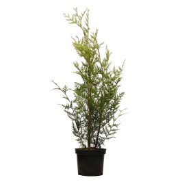 Western Red Cedar 120/150cm 10L pot
