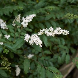 Ligustrum vulgare flowers and foliage