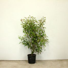 Photinia 'Red Robin' 150/175cm 15L pot