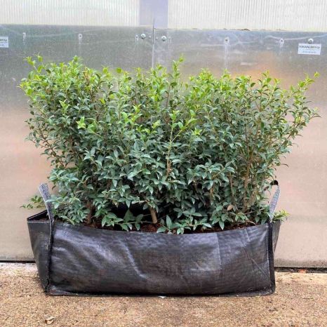 Osmanthus Burkwoodii 50/60 Trough 53L